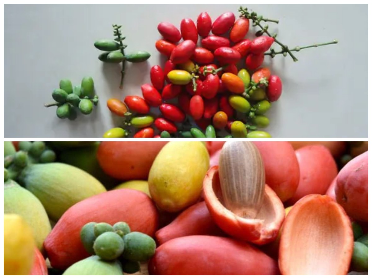 Manfaat Tersembunyi Kulit Melinjo untuk Tubuh, Nomor 7 Paling Mengejutkan!