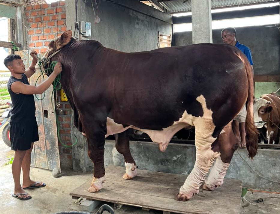 Sapi Banmas Presiden Berbobot 1 Ton Lebih, Dipelihara Peternak Milenial Pagar Alam