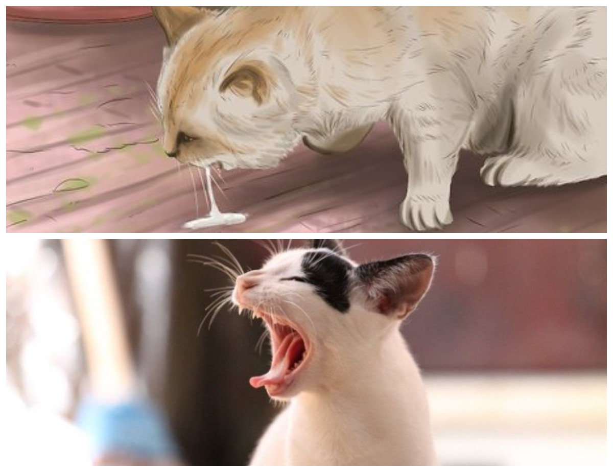  Pecinta Kucing Harus Tahu: 3 Penyakit Menular dari Kucing Peliharaan Anda