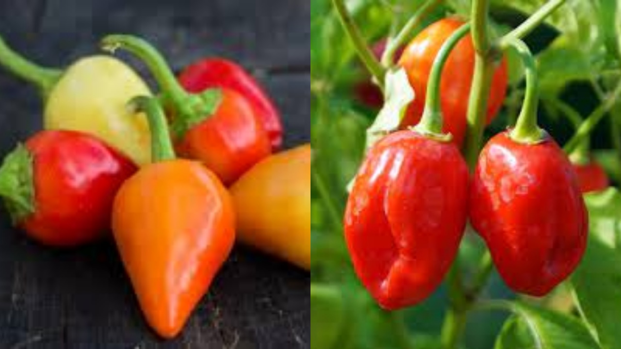 Bakar Lemak Hingga Meningkatkan Mood Inilah Manfaat Cabai Gendot yang Lagi Viral!