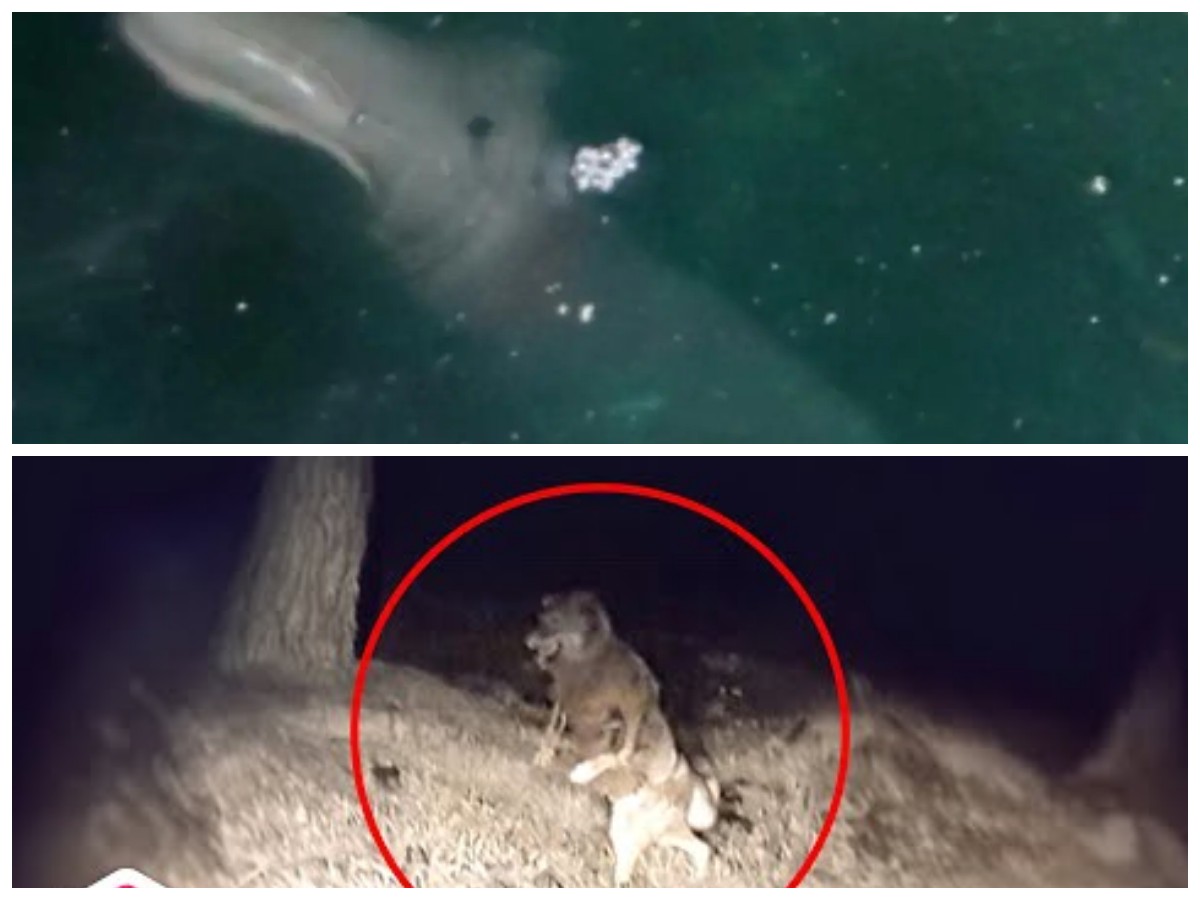 Menyingkap Misteri: Penampakan Hewan Mitologi yang Terekam Kamera