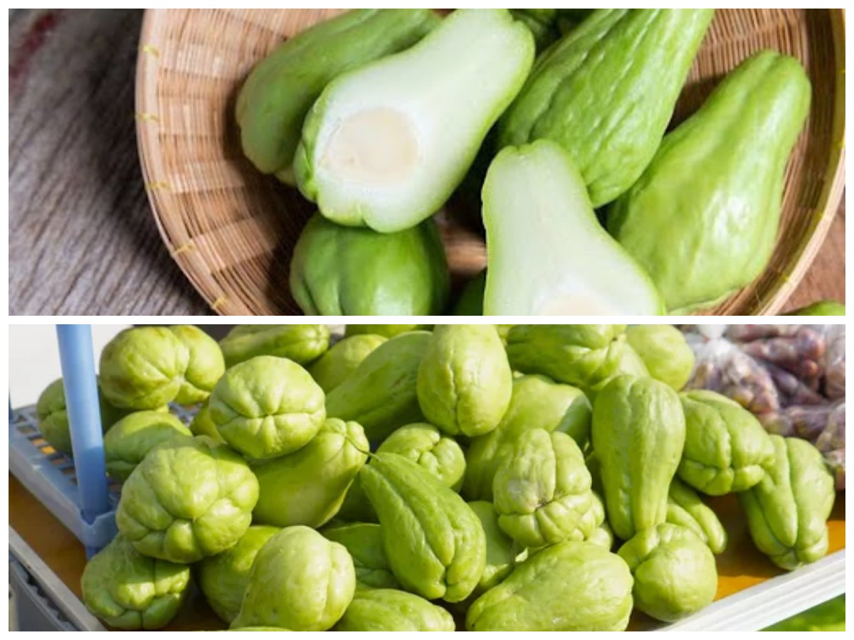 Labu Siam untuk Tubuh Sehat: Nutrisi, Manfaat, dan Tips Olahannya*