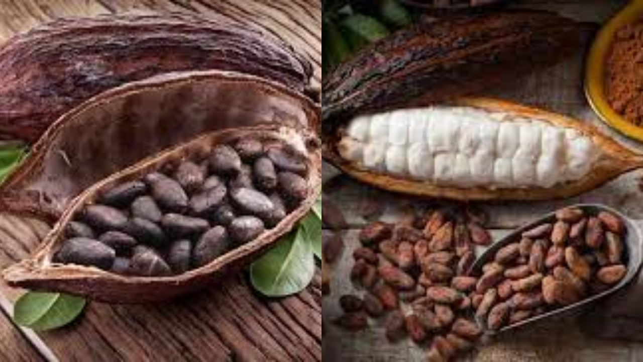 Wajib Tahu! 8 Manfaat Kakao Bagi Kesehatan Yang Jarang Diketahui