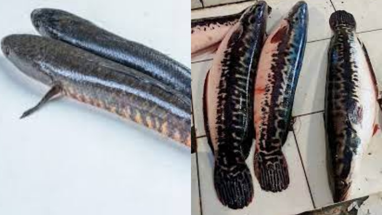  Yuk Ketahui Manfaat Ikan Toman: Bukan Sekadar Ikan Biasa Saja Tapi Baik Untuk Kesehatan 