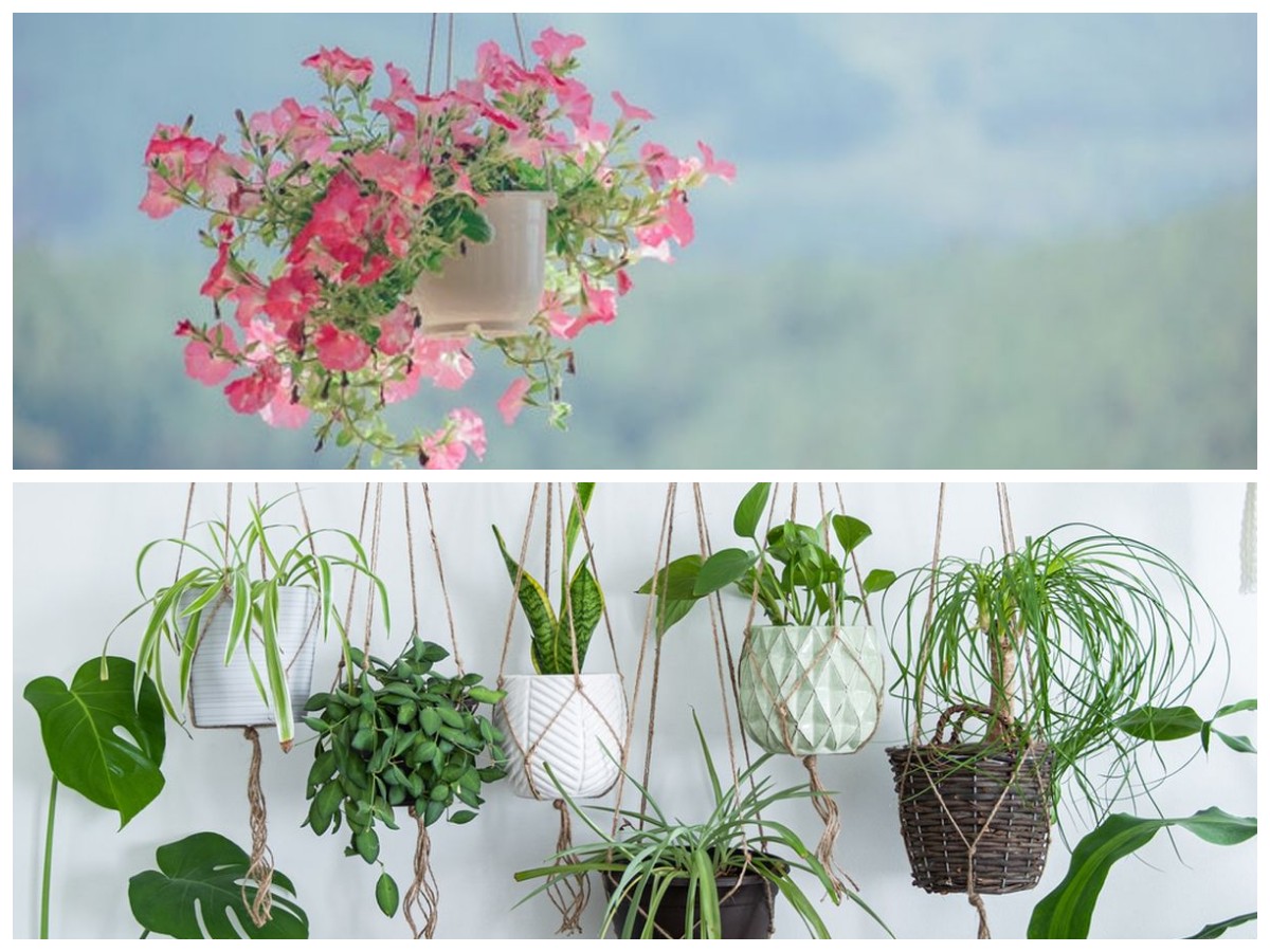 Hunian Lebih Segar! 5 Tanaman Gantung Indoor Beraroma Harum yang Mudah Dirawat