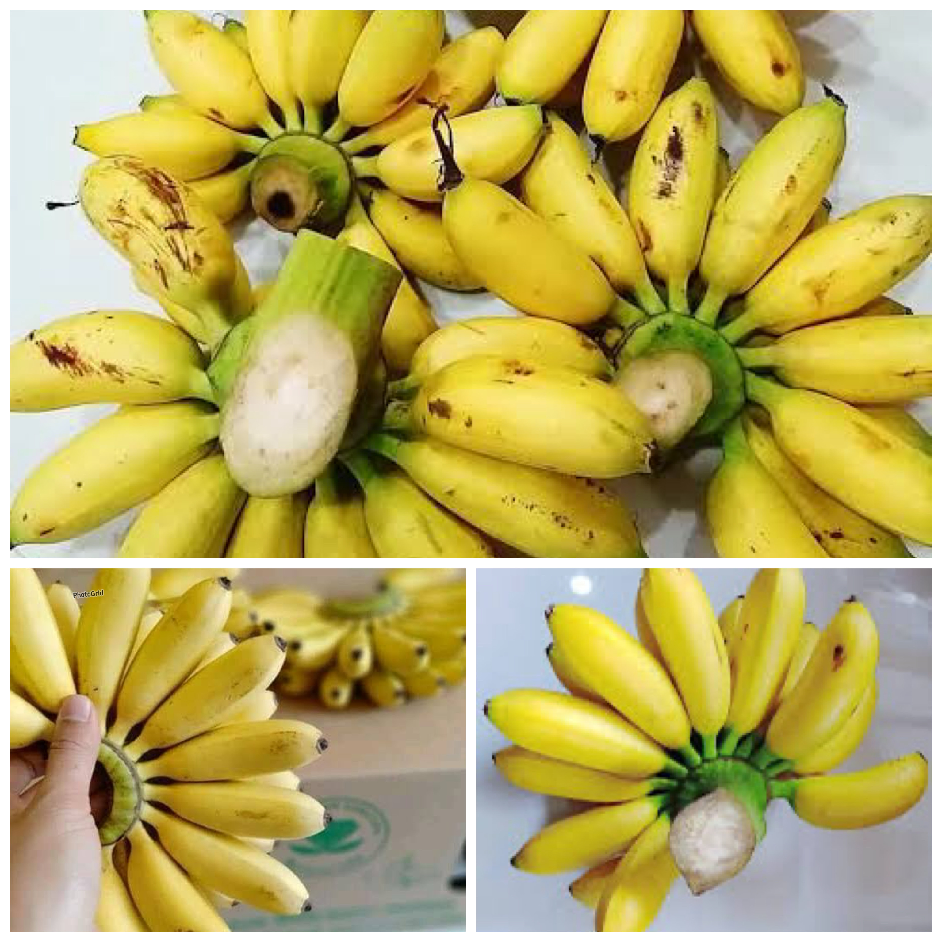 Pisang Emas, Si Kecil Kaya Manfaat: Dari Energi Hingga Kesehatan Jantung!