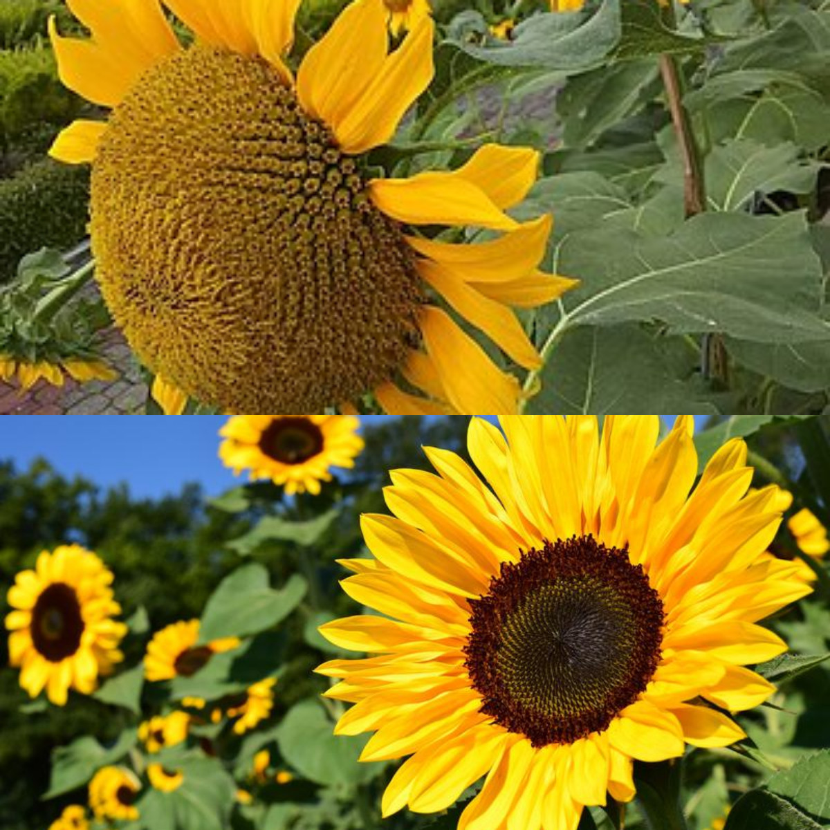 9 Manfaat Bunga Matahari, dari Biji dan Minyaknya Yang Tidak Diketahui!