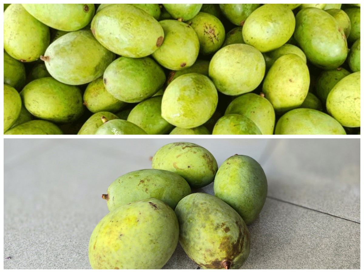 Manfaat Mangga Kweni: Buah Tropis dengan Rasa Unik dan Segudang Khasiat untuk Tubuh