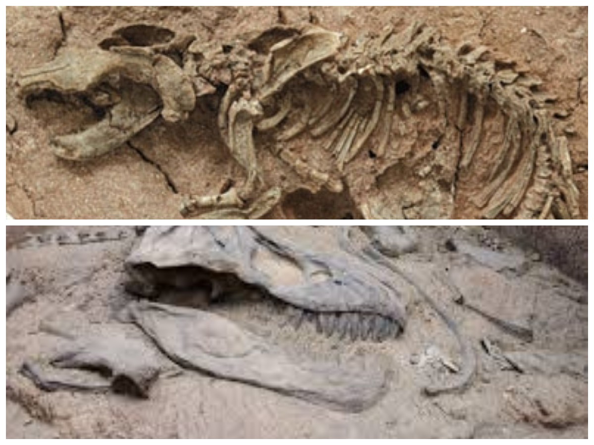 Hadrosaurus di Meksiko: Fosil Ekor Berusia 72 Juta Tahun yang Mengungkap Sejarah Dinosaurus