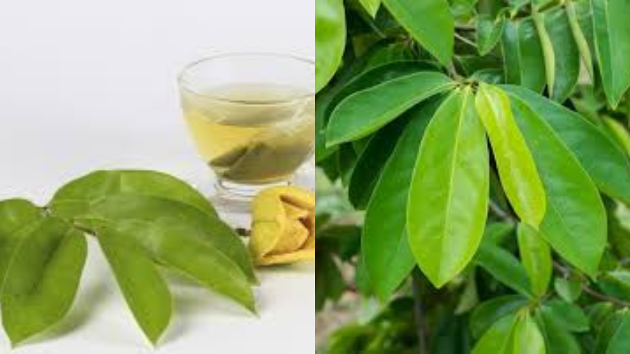 Yuk Intip! 7 Manfaat Daun Sirsak Untuk Kesehatan Yang Jarang Diketahui