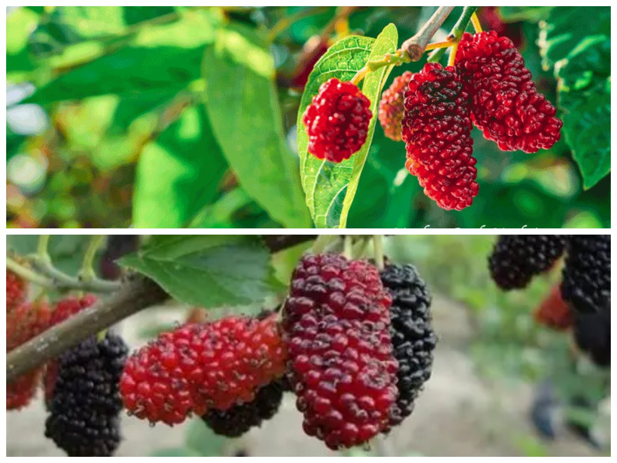 Rahasia Sehat dari Buah Murbei: Si Kecil Penuh Khasiat