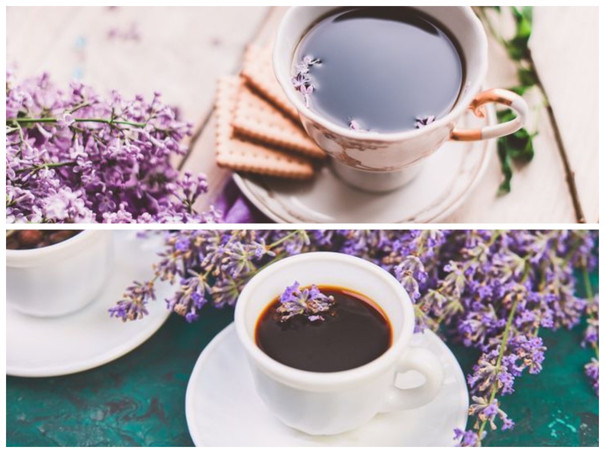 Tak Kalah Nikmat dari Kopi, Inilah Segudang Manfaat Kopi Chicory untuk Kesehatan Tubuh!