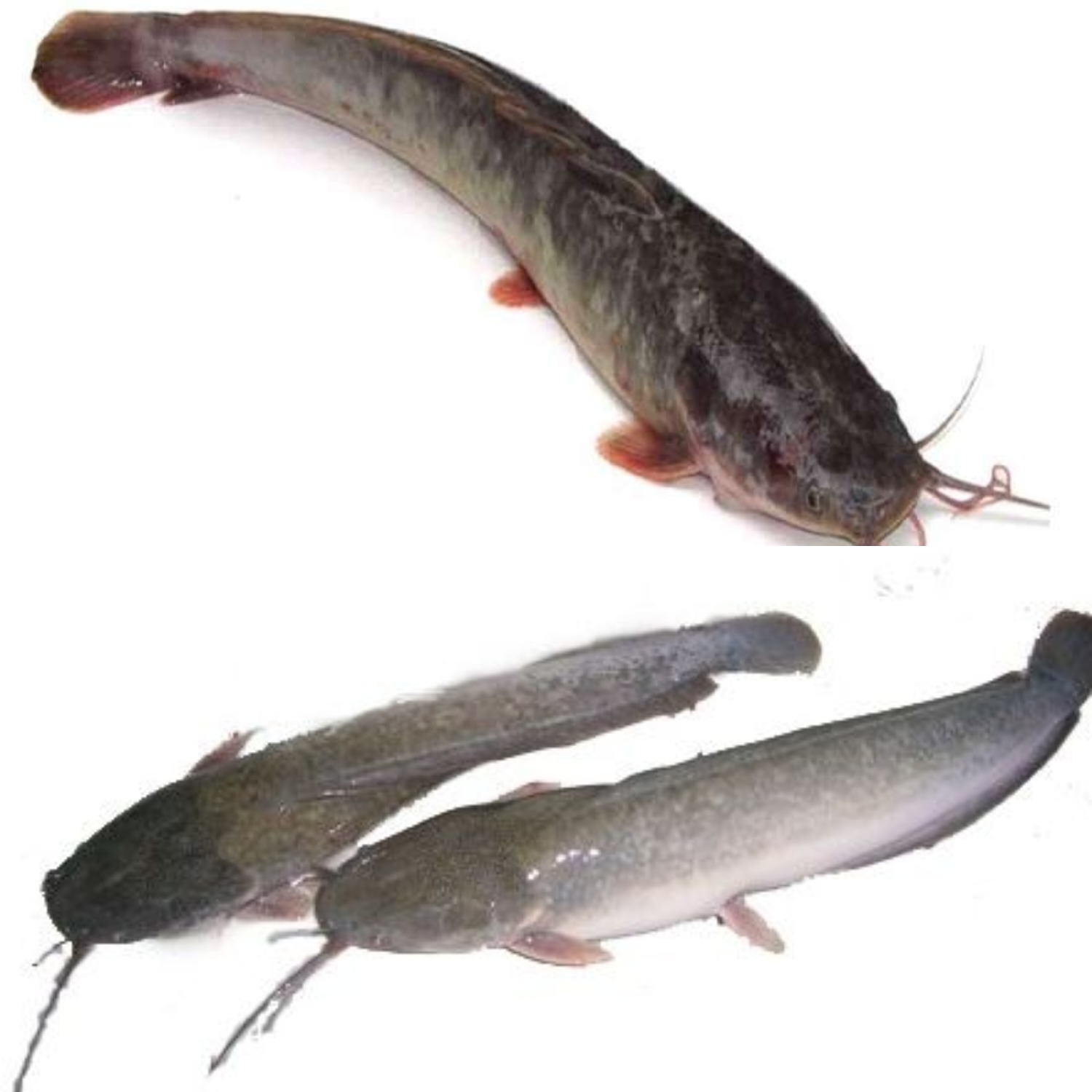 Sumber Protein Berkualitas Tinggi Teryata Ini Guys Manfaat Dari Ikan Lele Untuk Kesehatan! 