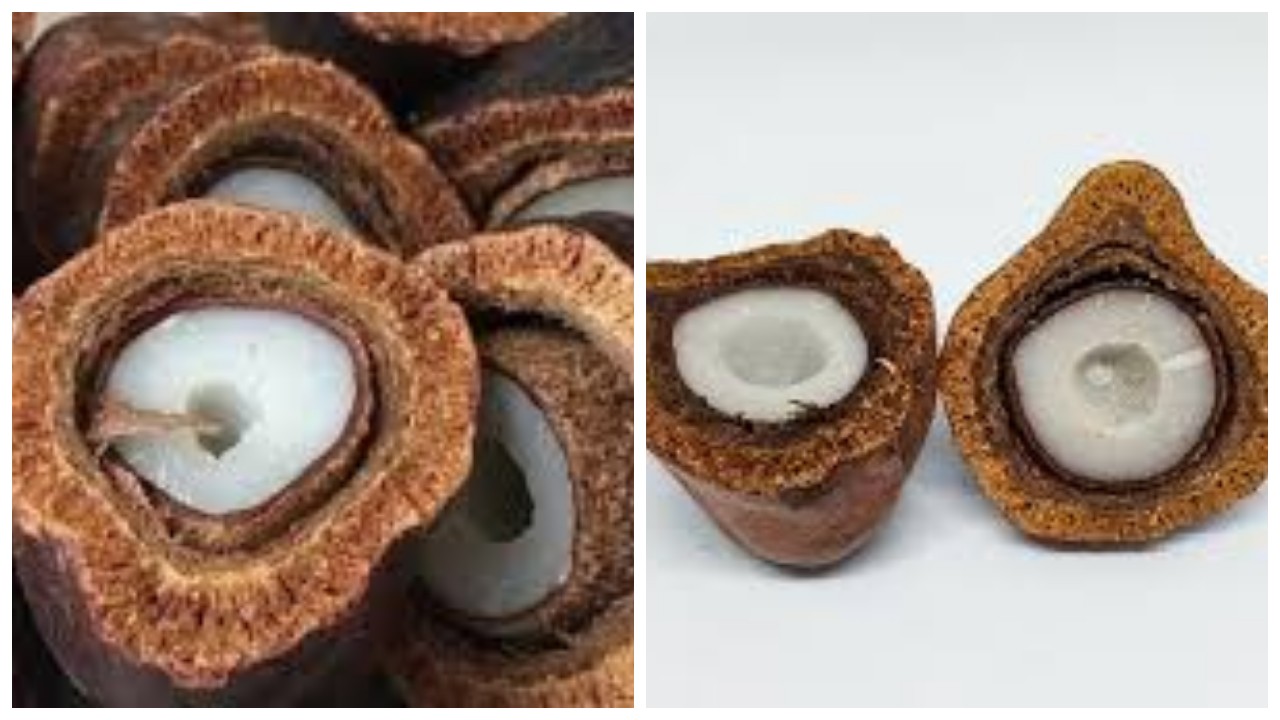 Buah Zuriat Meningkatkan Peluang untuk Hamil