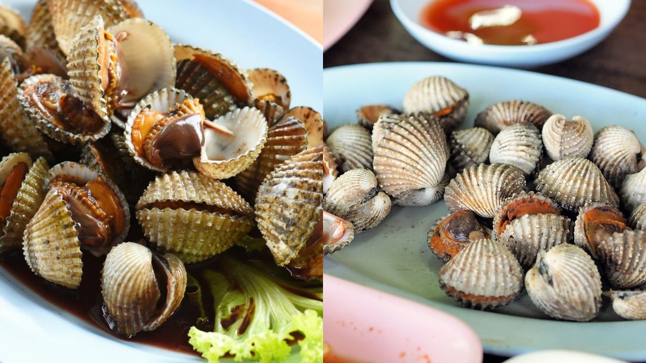  Inilah Resep Kerang Dara Rebus, Enak Dan Mudah Dibuat!