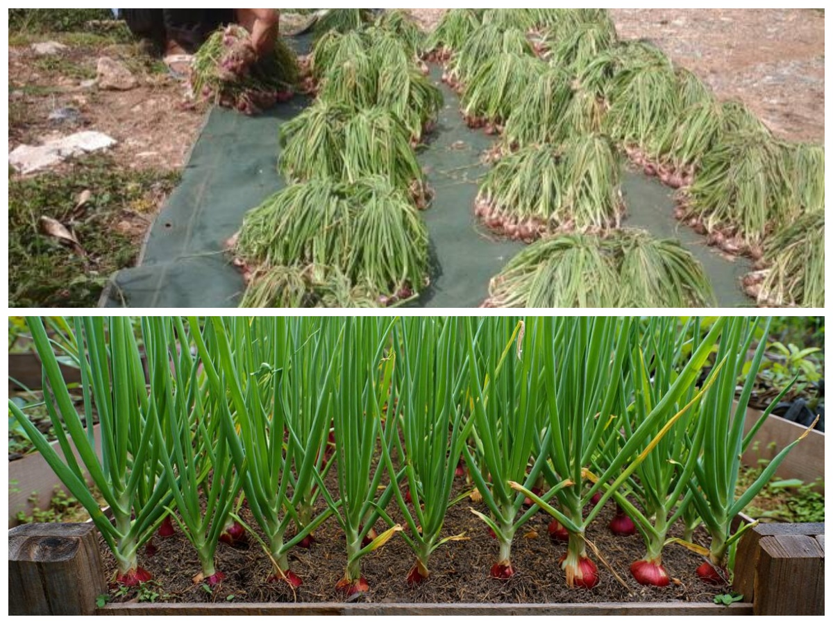 8 Inspirasi Taman Bawang Merah Kreatif, Kombinasi Bata dan Polybag yang Rapi & Estetik