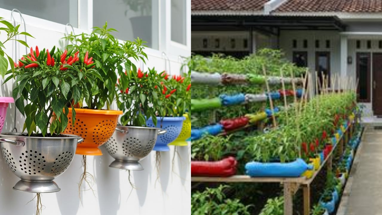Jangan Dibuang! Thinwall Bekas Ini Bisa Jadi Kebun Cabai