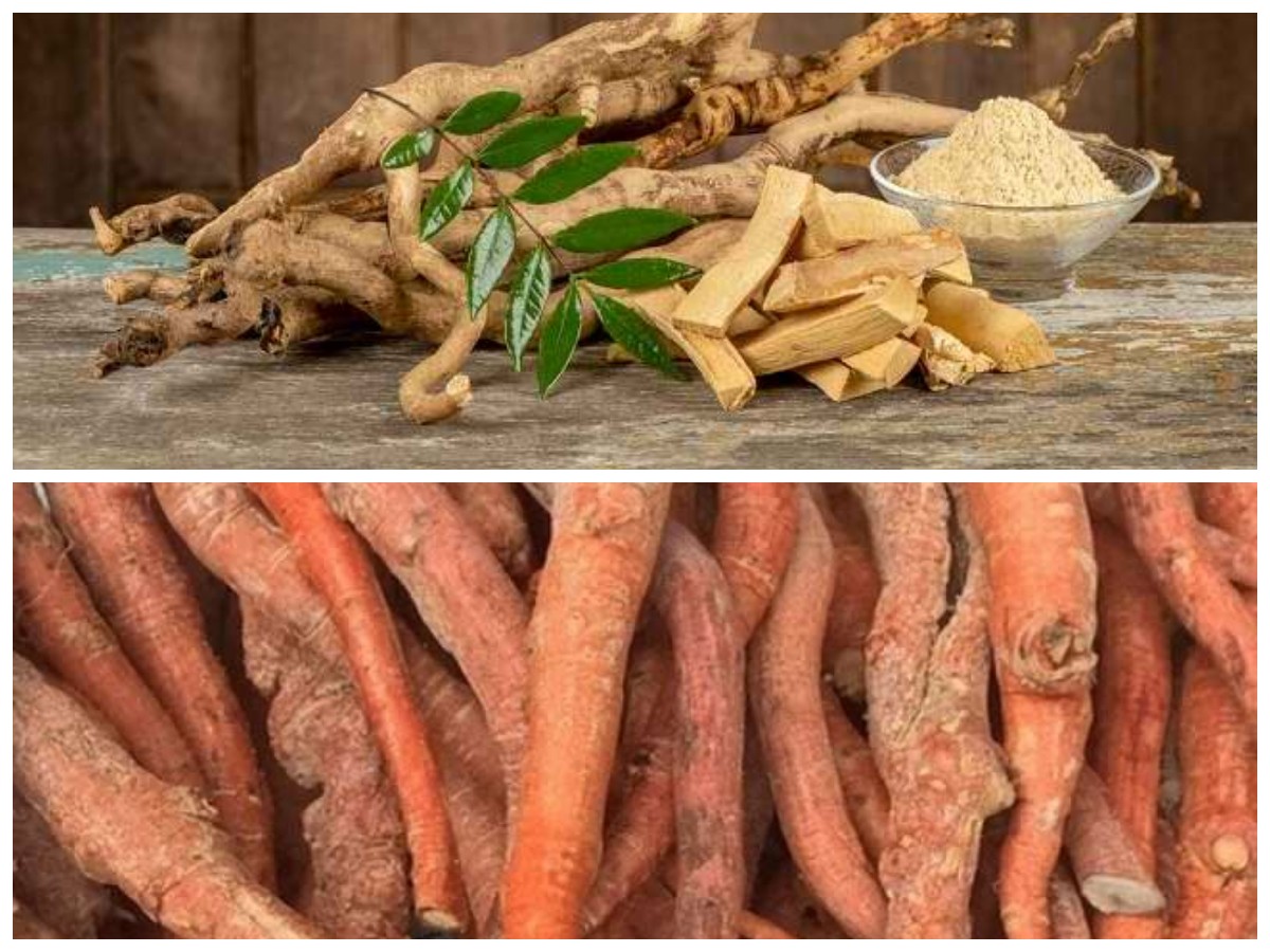 Tak Hanya Akar, Buah Pasak Bumi Juga Punya Segudang Manfaat untuk Vitalitas dan Daya Tahan Tubuh!