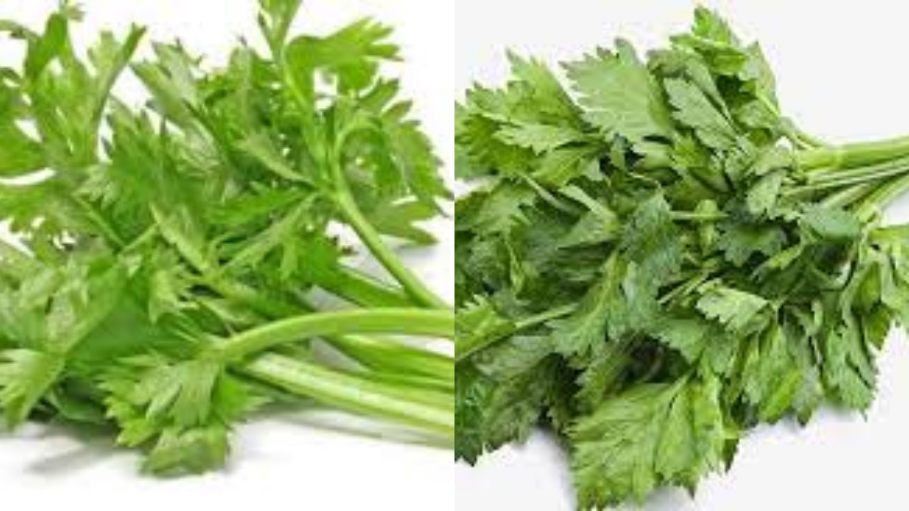 Wajib Tahu Inilah Manfaat Seledri Untuk Kesehatan Yang Luar Biasa!