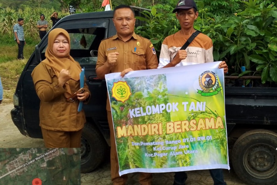 Bibit Alpukat Sebagai Naungan Kopi, Bisa Tingkatkan Penghasilan Petani