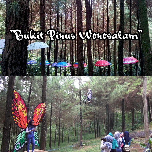 Pesona Hijau Nan Segar: Menyelami Keindahan Alam di Wana Wisata Bukit Pinus Wonosalam!