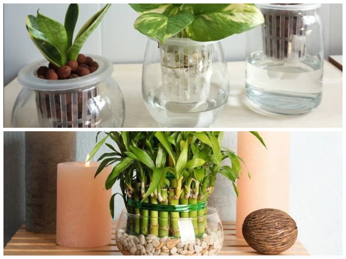 Rumah Makin Stylish di 2026! Deretan Tanaman Hias Hidroponik Estetik yang Mudah Dirawat Pemula