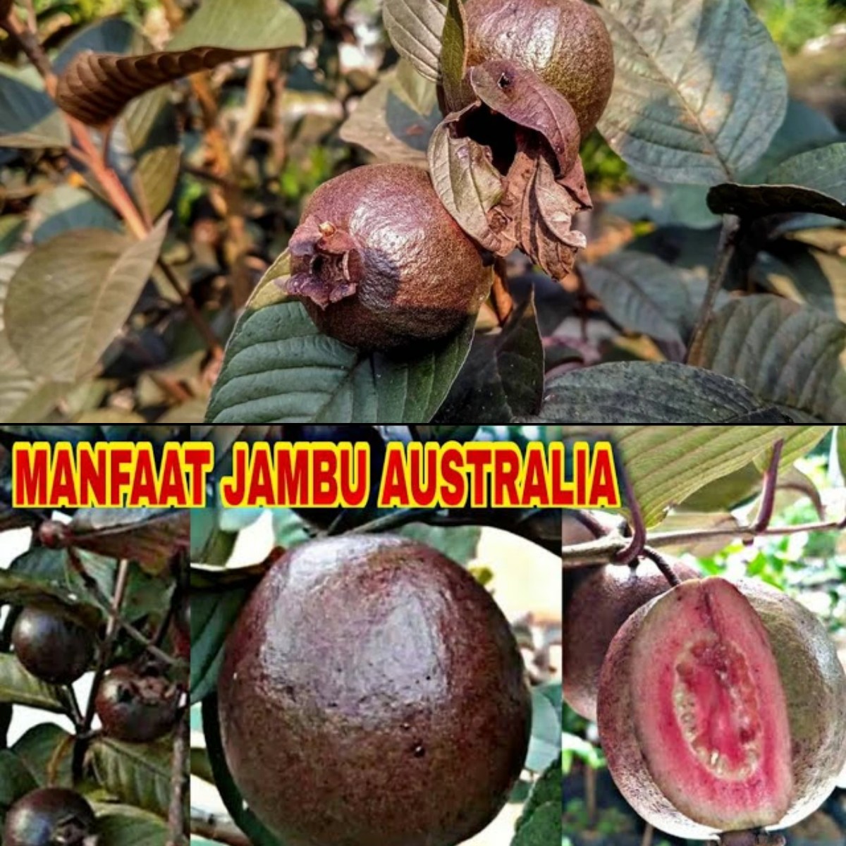  Mengenal Jambu Biji Ungu: Keunikan, Khasiat, dan Potensinya bagi Kesehatan
