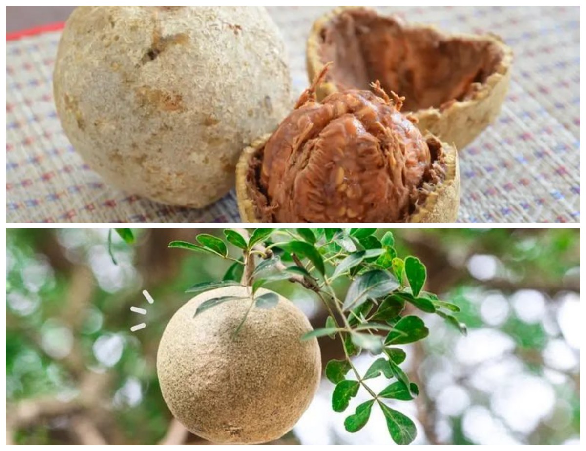 Manfaat Buah Kawista bagi Kesehatan: Si Buah Langka dengan Segudang Khasiat Tradisional!