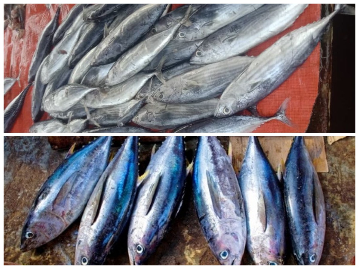 Kenali Khasiat Ikan Cakalang untuk Kesehatan Tubuh, Jangan Sampai Terlewat!