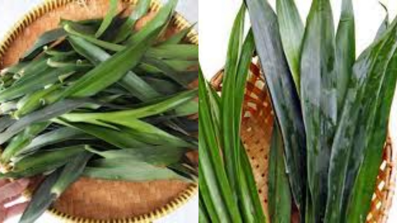 Jarang Diketahui Inilah 8 Manfaat Daun Suji Untuk Kesehatan Tubuh!