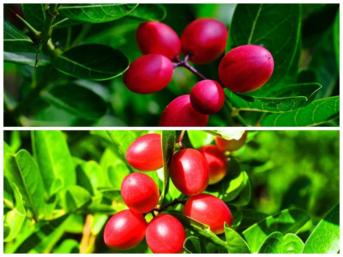 Keunikan dan Manfaat Miracle Fruit bagi Kesehatan dan Pola Makan Sehari-hari