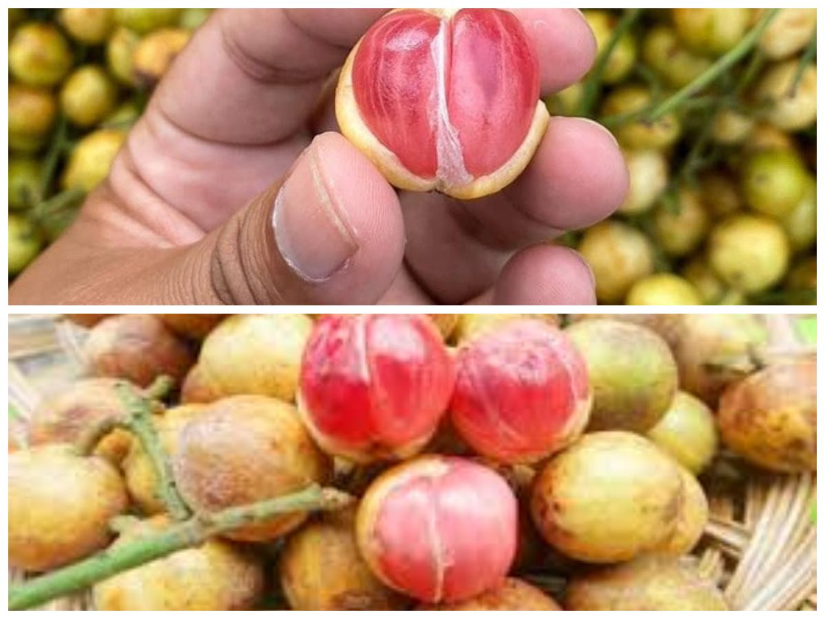 Khasiat Buah Menteng yang Jarang Diketahui: Manfaatnya untuk Kesehatan Tubuh