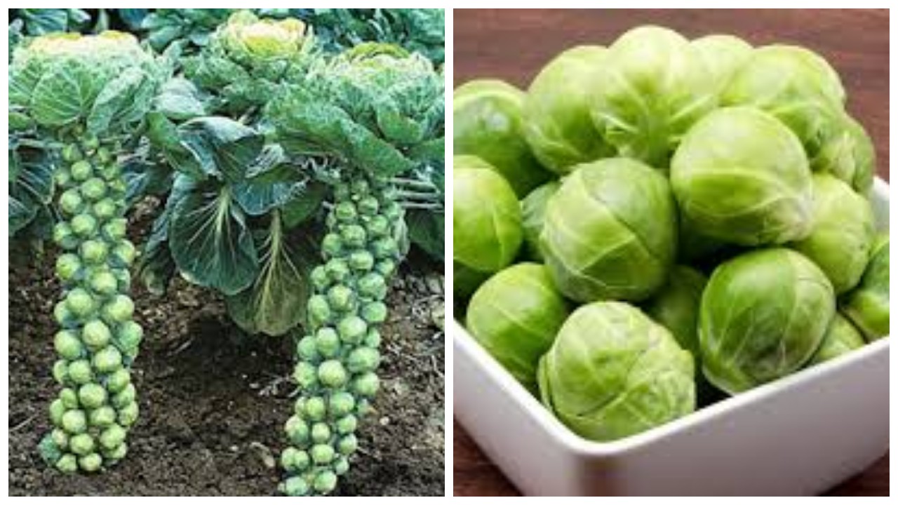 11 Kebaikan Brussel Sprout untuk Kesehatan, Cek disini