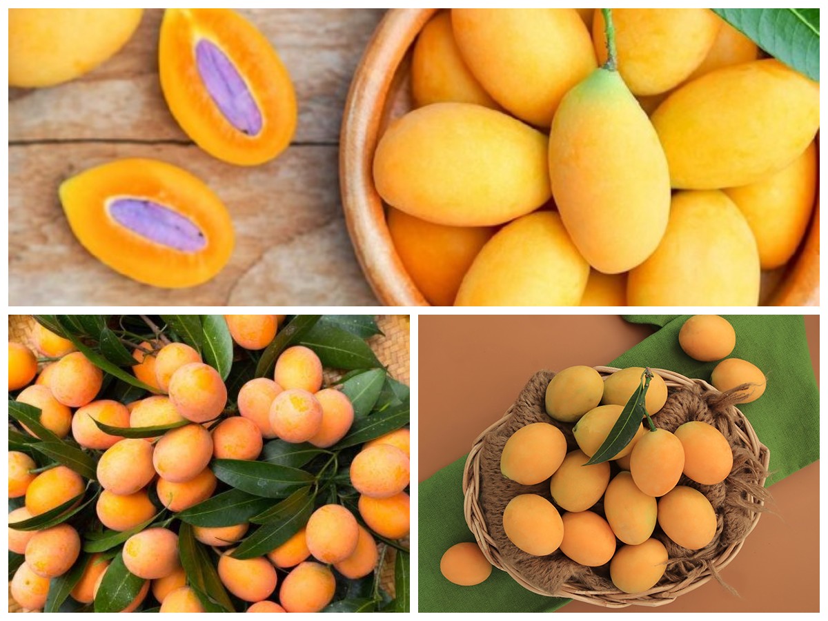 Manfaat Buah Gandaria untuk Kesehatan dan Kehidupan Sehari-hari!