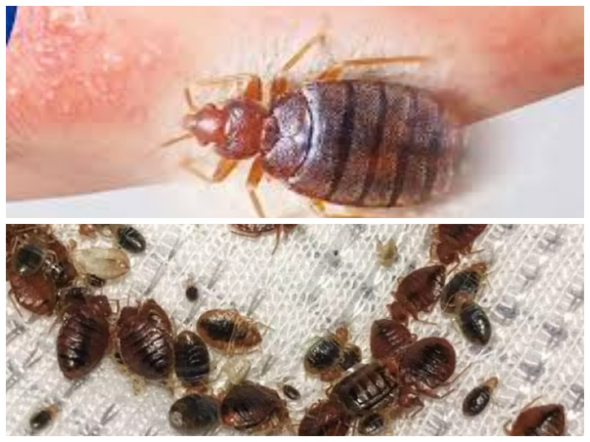 Waspada Gigitan Tungau Kasur: Dampak Kesehatan dan Tips Efektif Membersihkan Tempat Tidur