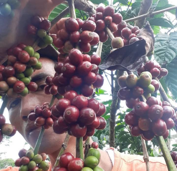 Dorong Peningkatkan Produksi Kopi Petik Merah