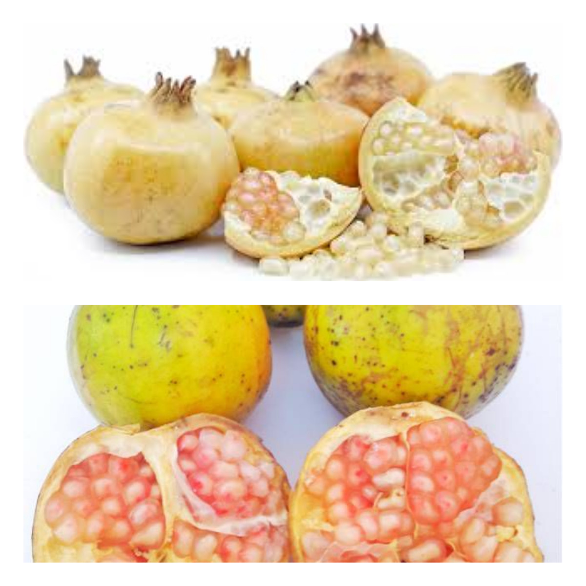 Manfaat Delima Putih, Dari Kesehatan Jantung hingga Menghindari Penuaan!