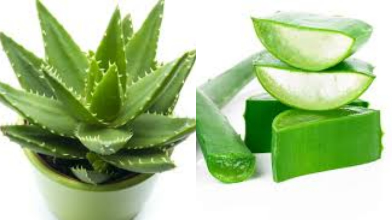 Inilah 10 Manfaat Lidah Buaya untuk Kesehatan Tubuh!