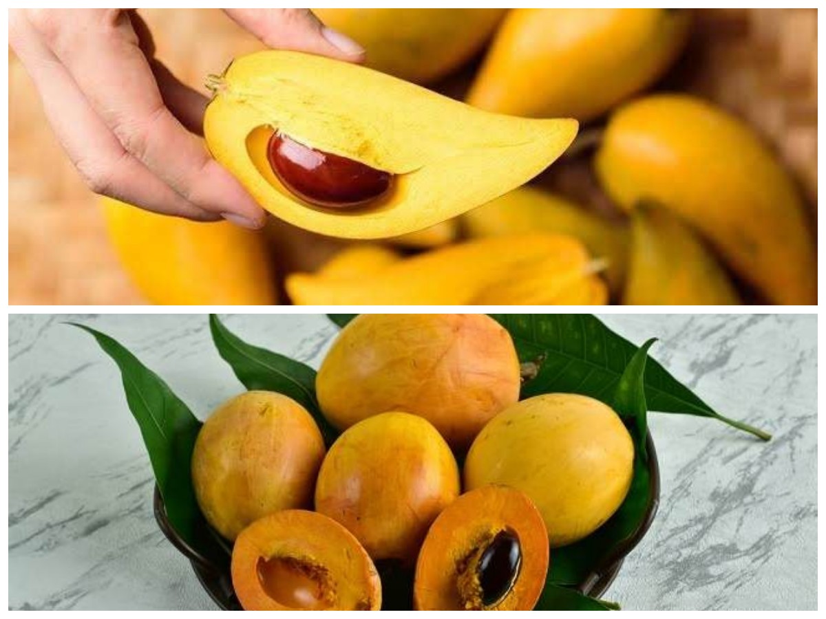 Buah Campolay dan Manfaatnya bagi Kesehatan: Si Buah Hutan Tropis yang Kaya Gizi dan Antioksidan!