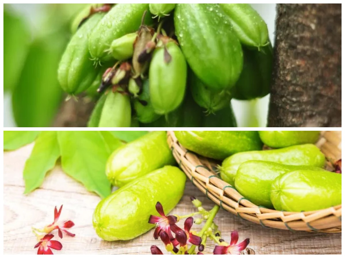 Khasiat Belimbing Wuluh: Solusi Alami untuk Jerawat dan Redakan Peradangan!