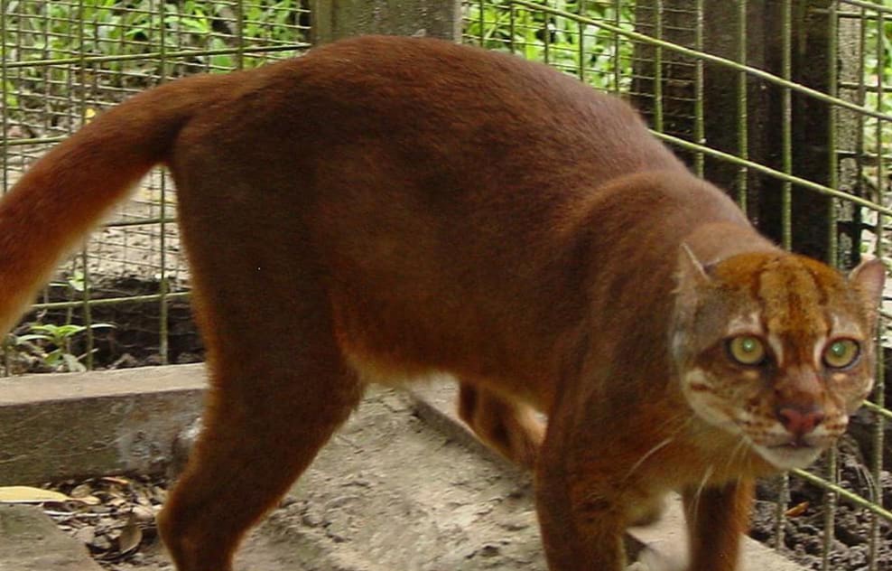 Inilah Satwa Ikonik di Indonesia, No 10 Terlangka Nyaris Punah Mendiami Gunung Dempo Sumsel, Hewan Apa Itu