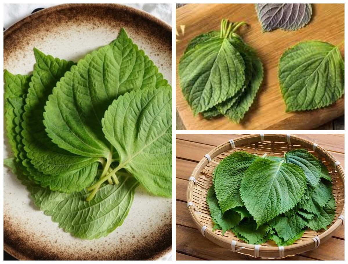 Inilah 5 Manfaat Daun Perilla untuk Kesehatan yang Jarang Diketahui!