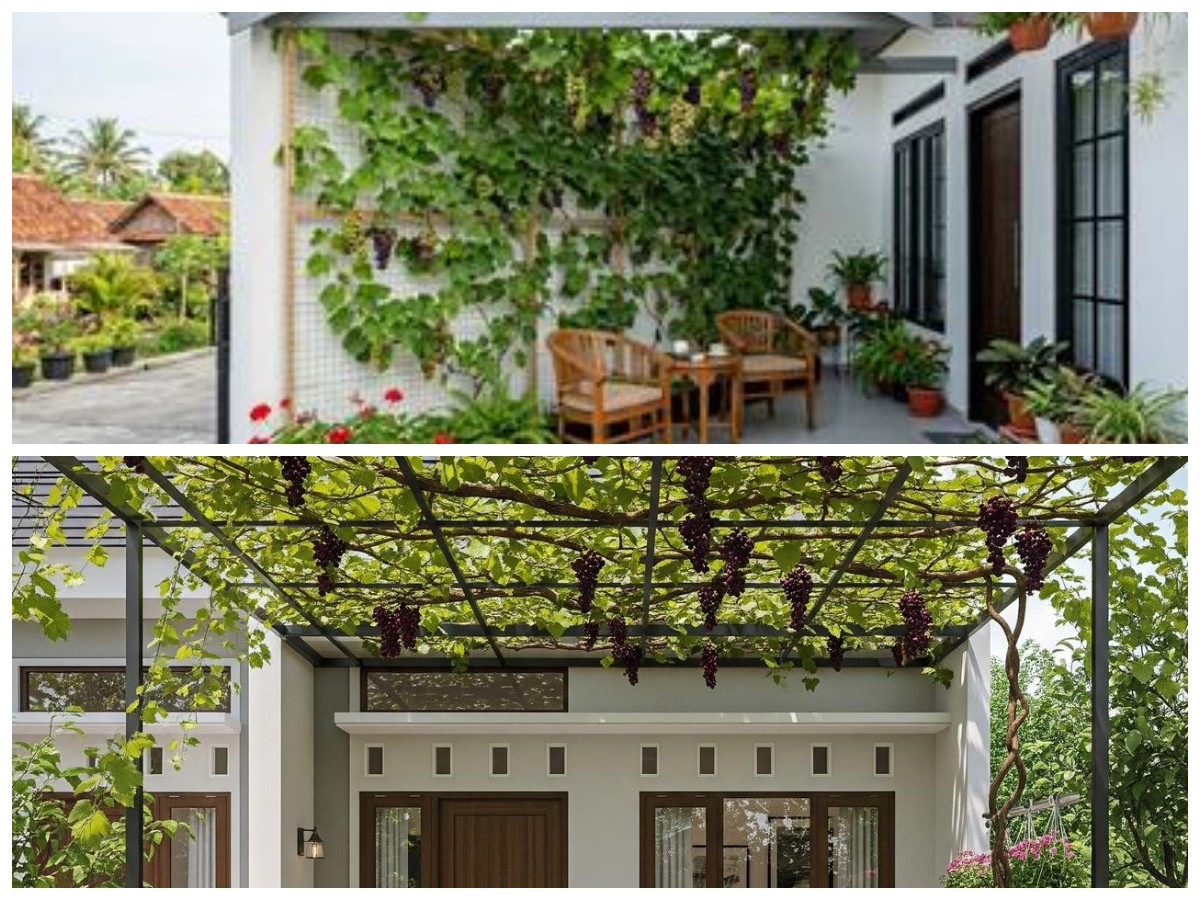 Bikin Rumah Lebih Hidup! Ide Teras Cantik dengan Tanaman Buah Merambat di Dinding