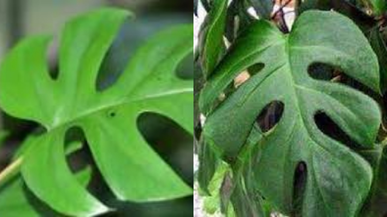 Yuk Ketahui Teryata Ini Guys Manfaat Dari Daun Ekor Naga Yang Luar Biasa!