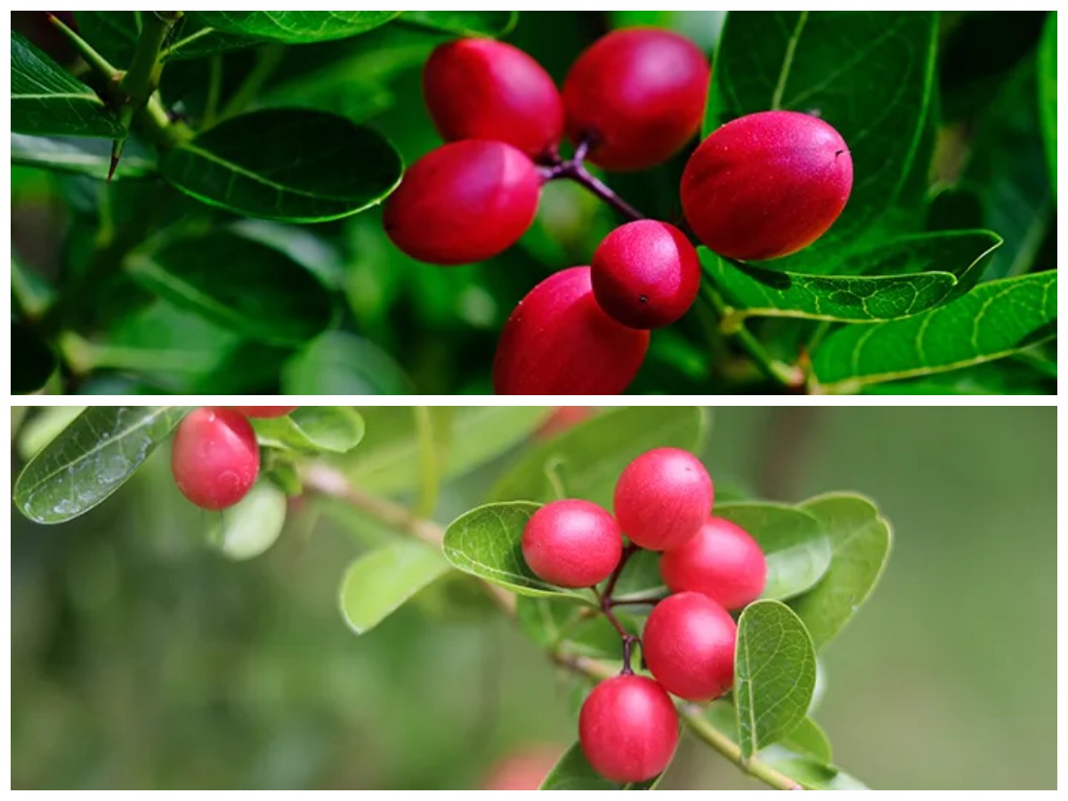 Buah Ajaib Miracle Fruit dan Segudang Manfaatnya untuk Kesehatan