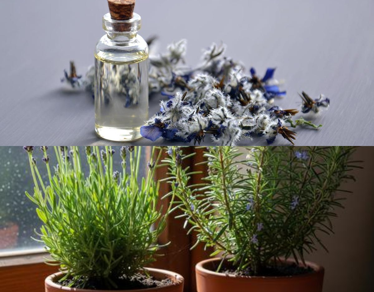 7 Tanaman Pengharum Ruangan Alami Ini Bikin Rumah Wangi Semerbak dan Lebih Sehat