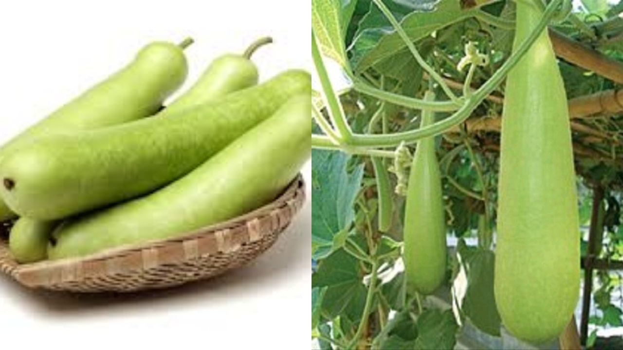 Yuk Kenali! Manfaat Labu Air Untuk Kesehatan Tubuh Yang Luar Biasa