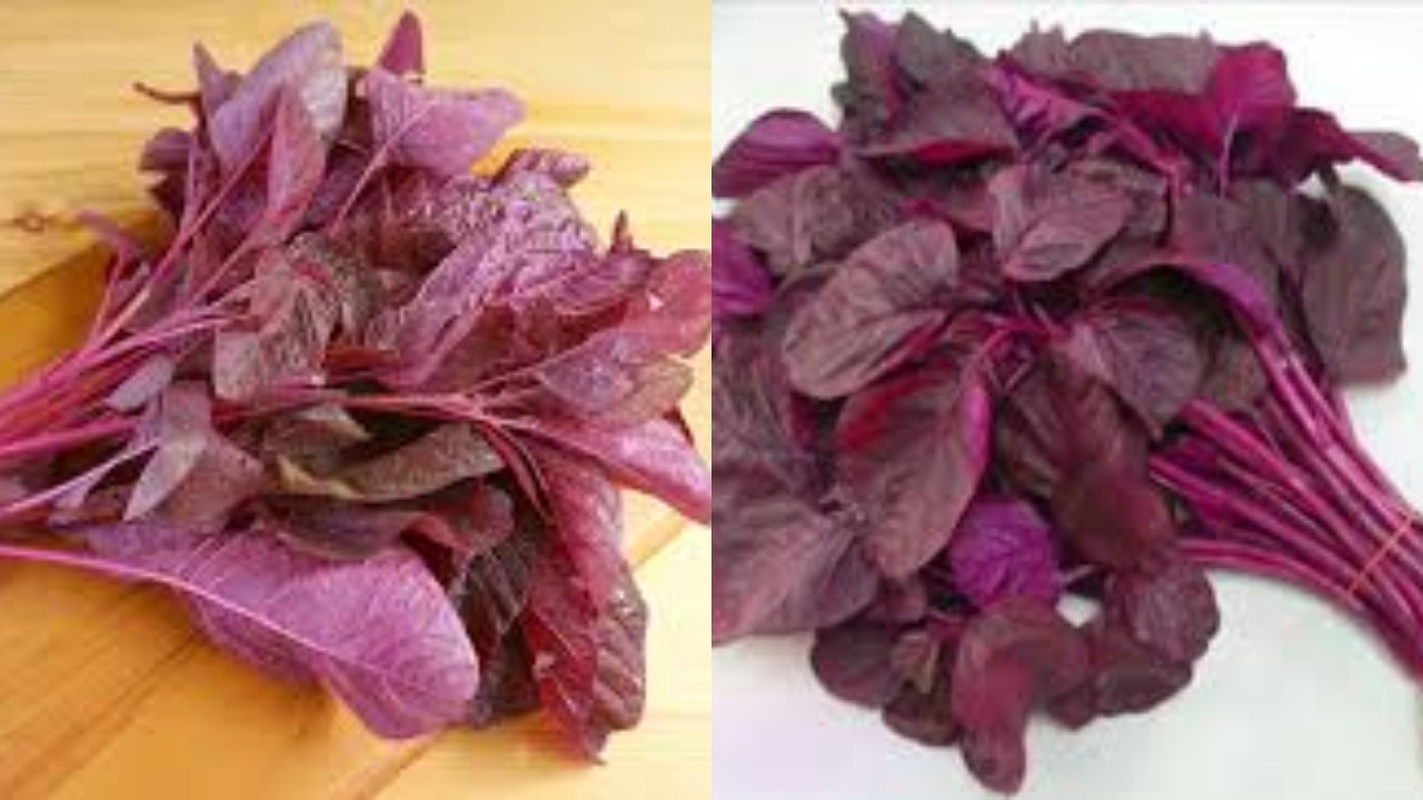 Yuk Ketahui Manfaat Bayam Merah! Sayur Murah Kaya Nutrisi Yang Sering Diremehkan