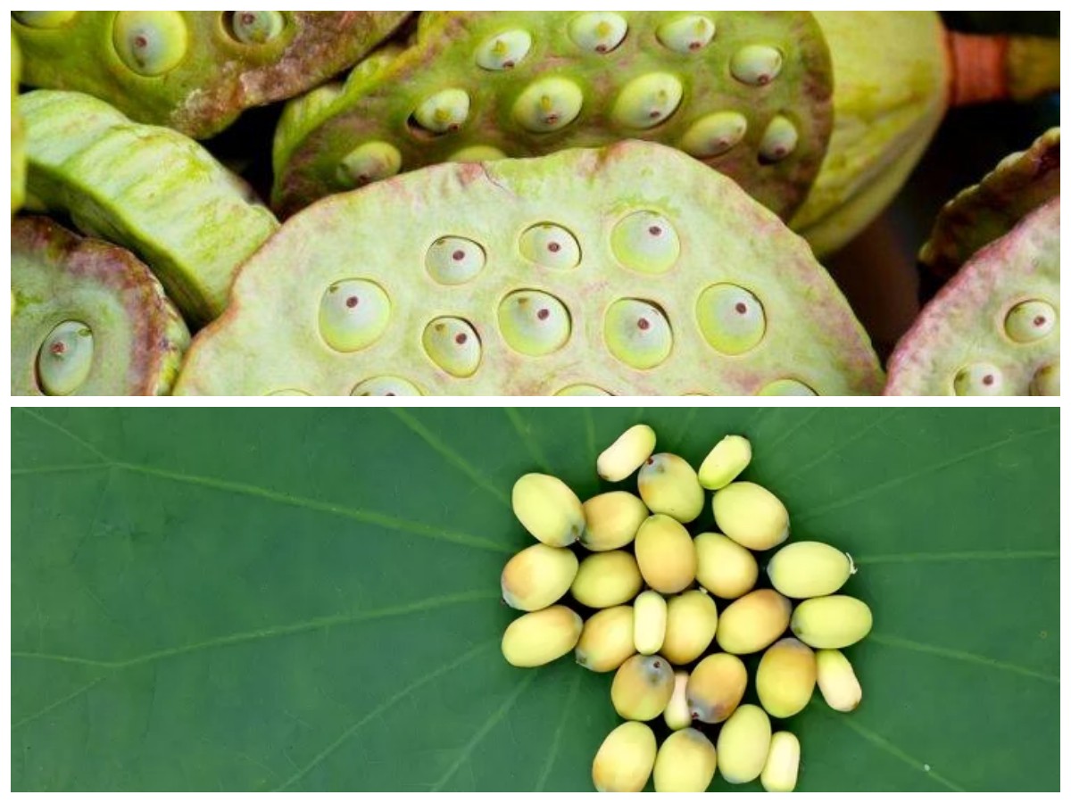 Manfaat Biji Teratai untuk Kesehatan: Lezat dan Aman Dikonsumsi