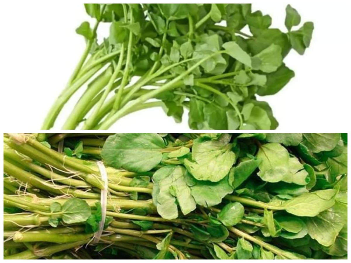 Jarang Disadari, Ini 9 Manfaat Hebat Selada Air bagi Kesehatan